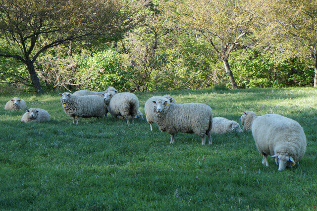 複数の羊