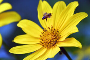 黄色い花にとまるハチ