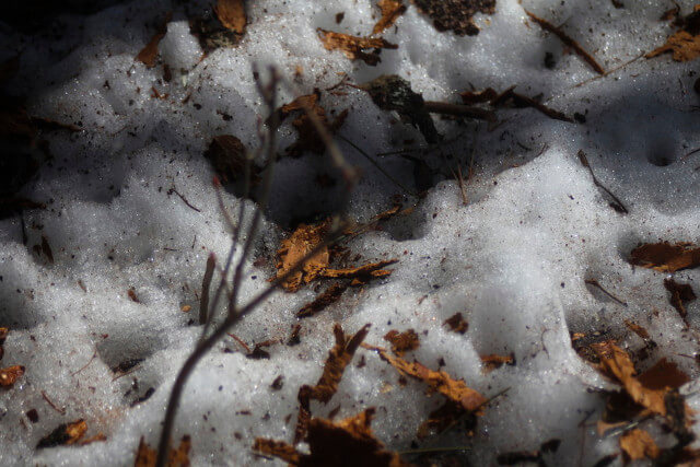 雪と落ち葉